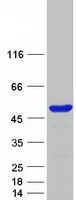 BZW2 Protein - Purified recombinant protein BZW2 was analyzed by SDS-PAGE gel and Coomassie Blue Staining