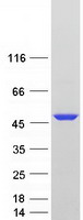 BZW2 Protein - Purified recombinant protein BZW2 was analyzed by SDS-PAGE gel and Coomassie Blue Staining
