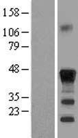 C/EBP Beta / CEBPB Protein - Western validation with an anti-DDK antibody * L: Control HEK293 lysate R: Over-expression lysate