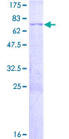 C/EBP Beta / CEBPB Protein - 12.5% SDS-PAGE of human CEBPB stained with Coomassie Blue
