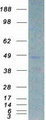 C/EBP Beta / CEBPB Protein - Purified recombinant protein CEBPB was analyzed by SDS-PAGE gel and Coomassie Blue Staining