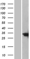 C/EBP Delta / CEBPD Protein - Western validation with an anti-DDK antibody * L: Control HEK293 lysate R: Over-expression lysate