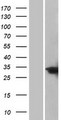 C/EBP Delta / CEBPD Protein - Western validation with an anti-DDK antibody * L: Control HEK293 lysate R: Over-expression lysate