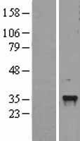 C/EBP Epsilon / CEBPE Protein - Western validation with an anti-DDK antibody * L: Control HEK293 lysate R: Over-expression lysate