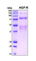 c-Met Protein - SDS-PAGE under reducing conditions and visualized by Coomassie blue staining