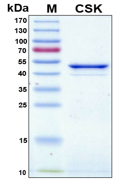 c-Src Kinase / CSK Protein - SDS-PAGE under reducing conditions and visualized by Coomassie blue staining