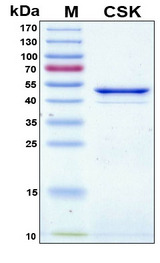 c-Src Kinase / CSK Protein - SDS-PAGE under reducing conditions and visualized by Coomassie blue staining