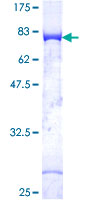 c-Src Kinase / CSK Protein - 12.5% SDS-PAGE of human CSK stained with Coomassie Blue