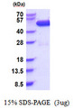 c-Src Kinase / CSK Protein