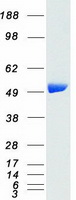 c-Src Kinase / CSK Protein - Purified recombinant protein CSK was analyzed by SDS-PAGE gel and Coomassie Blue Staining