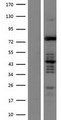 C-TAK1 / MARK3 Protein - Western validation with an anti-DDK antibody * L: Control HEK293 lysate R: Over-expression lysate
