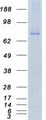 C-TAK1 / MARK3 Protein - Purified recombinant protein MARK3 was analyzed by SDS-PAGE gel and Coomassie Blue Staining