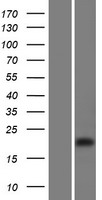 C10orf11 Protein - Western validation with an anti-DDK antibody * L: Control HEK293 lysate R: Over-expression lysate