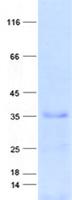 C10orf120 Protein