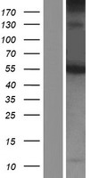 C10orf2 / PEO1 Protein - Western validation with an anti-DDK antibody * L: Control HEK293 lysate R: Over-expression lysate