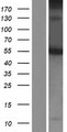 C10orf2 / PEO1 Protein - Western validation with an anti-DDK antibody * L: Control HEK293 lysate R: Over-expression lysate