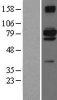 C10orf2 / PEO1 Protein - Western validation with an anti-DDK antibody * L: Control HEK293 lysate R: Over-expression lysate