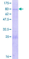 C10orf2 / PEO1 Protein - 12.5% SDS-PAGE of human PEO1 stained with Coomassie Blue