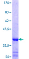 C10orf2 / PEO1 Protein - 12.5% SDS-PAGE Stained with Coomassie Blue