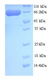 C10orf2 / PEO1 Protein