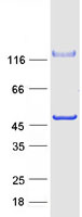 C10orf88 Protein - Purified recombinant protein C10orf88 was analyzed by SDS-PAGE gel and Coomassie Blue Staining