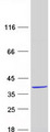 C10orf96 Protein - Purified recombinant protein CCDC172 was analyzed by SDS-PAGE gel and Coomassie Blue Staining