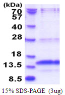 C11 / POLR3K Protein