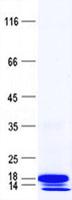 C11orf1 Protein