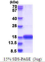 C11orf31 / SELH Protein