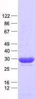 C11orf54 Protein