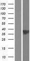 C11orf57 Protein - Western validation with an anti-DDK antibody * L: Control HEK293 lysate R: Over-expression lysate