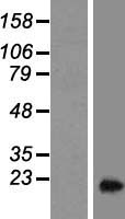C11orf58 Protein - Western validation with an anti-DDK antibody * L: Control HEK293 lysate R: Over-expression lysate
