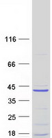 C11orf74 Protein - Purified recombinant protein C11orf74 was analyzed by SDS-PAGE gel and Coomassie Blue Staining