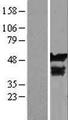 C12orf10 Protein - Western validation with an anti-DDK antibody * L: Control HEK293 lysate R: Over-expression lysate