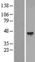 C12orf29 Protein - Western validation with an anti-DDK antibody * L: Control HEK293 lysate R: Over-expression lysate