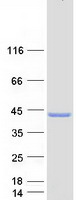 C12orf29 Protein - Purified recombinant protein C12orf29 was analyzed by SDS-PAGE gel and Coomassie Blue Staining