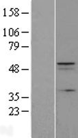 C12orf34 Protein - Western validation with an anti-DDK antibody * L: Control HEK293 lysate R: Over-expression lysate