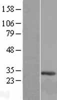 C12orf45 Protein - Western validation with an anti-DDK antibody * L: Control HEK293 lysate R: Over-expression lysate