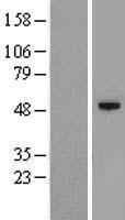 C12orf50 Protein - Western validation with an anti-DDK antibody * L: Control HEK293 lysate R: Over-expression lysate
