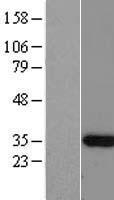 C12orf60 Protein - Western validation with an anti-DDK antibody * L: Control HEK293 lysate R: Over-expression lysate