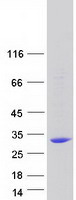 C13orf39 Protein - Purified recombinant protein METTL21C was analyzed by SDS-PAGE gel and Coomassie Blue Staining