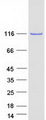 C14orf104 Protein - Purified recombinant protein DNAAF2 was analyzed by SDS-PAGE gel and Coomassie Blue Staining