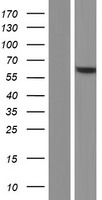 C14orf159 Protein - Western validation with an anti-DDK antibody * L: Control HEK293 lysate R: Over-expression lysate