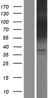 C14orf169 / NO66 Protein - Western validation with an anti-DDK antibody * L: Control HEK293 lysate R: Over-expression lysate