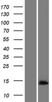 C14orf178 Protein - Western validation with an anti-DDK antibody * L: Control HEK293 lysate R: Over-expression lysate