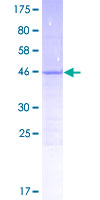 C14orf181 Protein