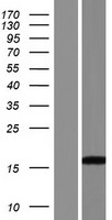 C14orf184 Protein - Western validation with an anti-DDK antibody * L: Control HEK293 lysate R: Over-expression lysate