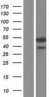 C14orf80 Protein - Western validation with an anti-DDK antibody * L: Control HEK293 lysate R: Over-expression lysate