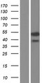 C14orf80 Protein - Western validation with an anti-DDK antibody * L: Control HEK293 lysate R: Over-expression lysate
