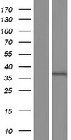 C15orf26 Protein - Western validation with an anti-DDK antibody * L: Control HEK293 lysate R: Over-expression lysate